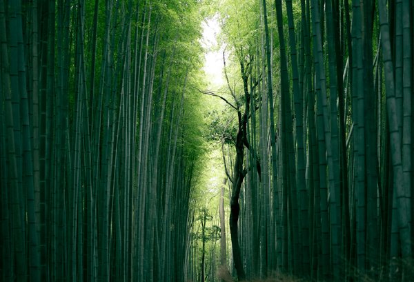 Comment explorer les forêts de bambous de Sagano à Kyoto, Japon?