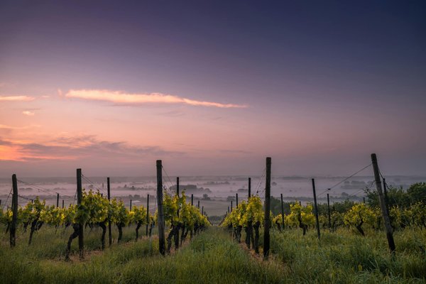Comment planifier un road trip à travers les vignobles de la vallée de Barossa en Australie?